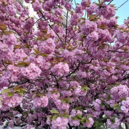 Kirschblüten in Berlin - wo blüht was wann? 